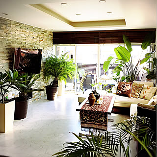 観葉植物 ジャングル化のインテリア実例 Roomclip ルームクリップ