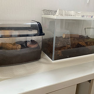 カブトムシ 虫かごのインテリア実例 Roomclip ルームクリップ