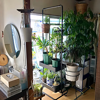 ベッド周り/和室/賃貸/植物棚/ig→hitorururu...などのインテリア実例 - 2018-12-24 14:33:25
