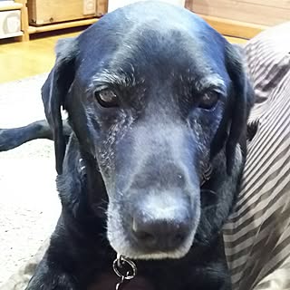 部屋全体/元保護犬/次男犬/DIY初心者/いつもいいねありがとうございます♡...などのインテリア実例 - 2017-04-09 22:47:27