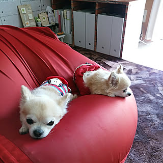リビング/体にフィットするソファ/愛犬と暮らす家/愛犬と暮らす/ペット可能な賃貸住宅...などのインテリア実例 - 2017-11-08 00:05:06