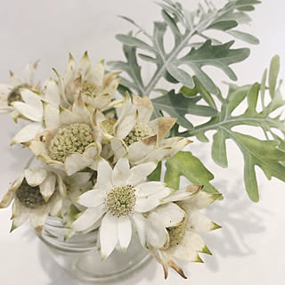 ドライフラワー シロタエギクのインテリア実例 Roomclip ルームクリップ