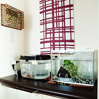 棚/金魚/金魚水槽/お祭りの金魚/金魚飼育のインテリア実例 - 2019-07-18 12:43:03