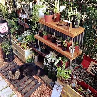玄関/入り口/エアープランツ/男前/NO GREEN NO LIFE/いいね、フォロー本当に感謝デス☺︎...などのインテリア実例 - 2016-08-17 16:54:15