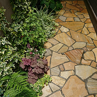 玄関 入り口 日陰でも育つ植物のインテリア実例 Roomclip ルームクリップ