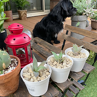 玄関 入り口 アガベ雷神のインテリア実例 Roomclip ルームクリップ