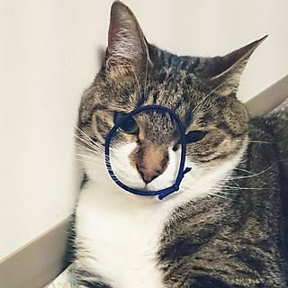 完全室内飼い/いいね&フォローありがとうございます☆/ねこと暮らす/殺処分のない世界/あっくん♂...などのインテリア実例 - 2017-06-10 22:04:50