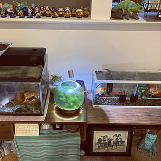 金魚 ウーパールーパーのインテリア実例 Roomclip ルームクリップ