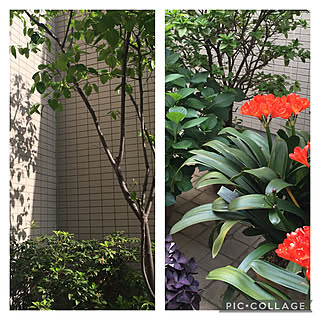 植え込みの木のインテリア実例 ｜ RoomClip（ルームクリップ）