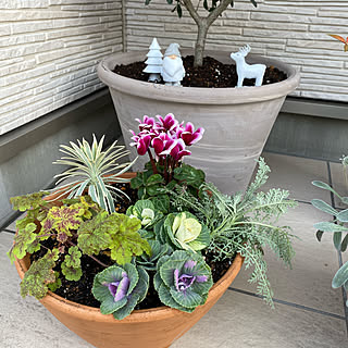 日陰でも育つ植物のインテリア実例 Roomclip ルームクリップ