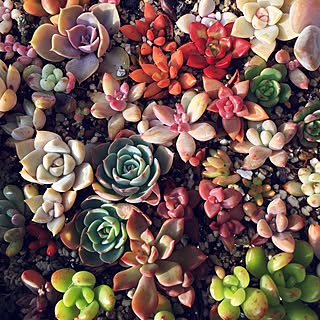 多肉植物 チビ多肉のおしゃれなアレンジ 飾り方のインテリア実例 Roomclip ルームクリップ 多肉植物 チビ多肉のおしゃれなアレンジ 飾り方のインテリア実例 Roomclip ルームクリップ