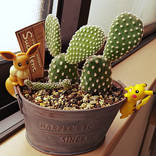 多肉植物 ポケモンのインテリア実例 Roomclip ルームクリップ 多肉植物 ポケモンのインテリア実例 Roomclip ルームクリップ