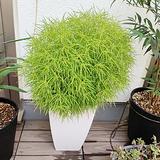 コキア こぼれ種のおしゃれなアレンジ 飾り方のインテリア実例 Roomclip ルームクリップ コキア こぼれ種のおしゃれなアレンジ 飾り方のインテリア実例 Roomclip ルームクリップ