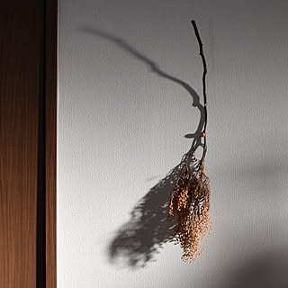 アクセント/ミモザドライ/ミモザ/一人暮らし/ドライフラワー...などのインテリア実例 - 2020-01-31 22:43:17