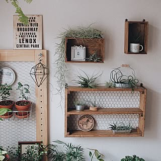 壁/天井/シンプルインテリア/BRIWAX/エアプランツ/観葉植物...などのインテリア実例 - 2016-03-07 19:13:44