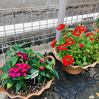 お花の名前はわかりません/寄せ植え/お花のある暮らし/kotoriさんのワイヤークラフト/RCの出会いに感謝♡...などのインテリア実例 - 2020-05-28 08:53:50