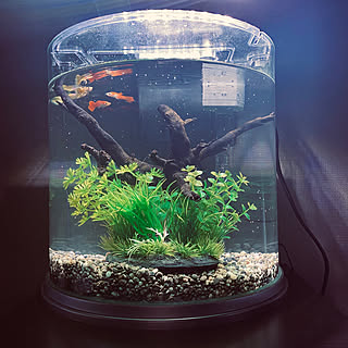 棚 熱帯魚水槽のインテリア実例 Roomclip ルームクリップ
