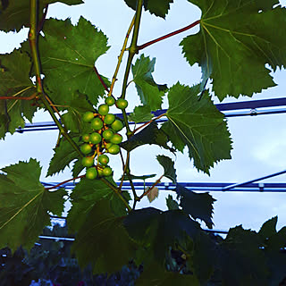 葡萄棚のインテリア実例 Roomclip ルームクリップ