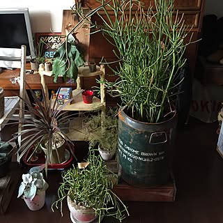 多肉植物 ミルクブッシュイエローマジックのインテリア実例 Roomclip ルームクリップ