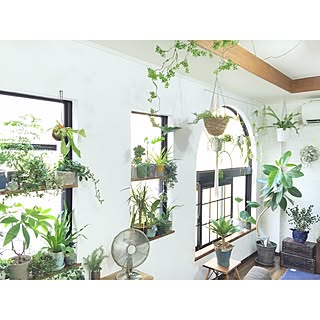 リビング/NO GREEN NO LIFE/いなざうるす屋さん/いなざうるす屋さんの新顔ちゃん/【植中毒】/ボタニカルライフ...などのインテリア実例 - 2016-07-27 17:14:58