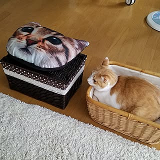 ねこ部 猫クッションのインテリア実例 Roomclip ルームクリップ