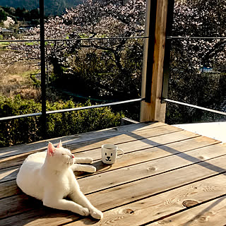 猫 ウッドデッキのインテリア実例 Roomclip ルームクリップ