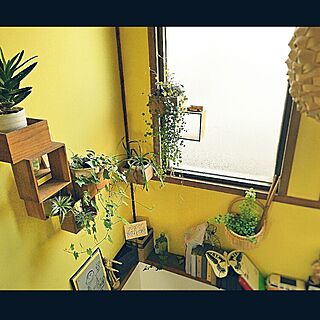 壁/天井/照明/green/植物/壁紙...などのインテリア実例 - 2016-05-08 07:59:25