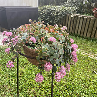 多肉植物 ピンクの花のおしゃれなアレンジ 飾り方のインテリア実例 Roomclip ルームクリップ
