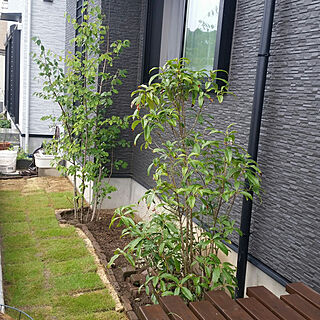 狭い庭 細長い庭のインテリア実例 Roomclip ルームクリップ