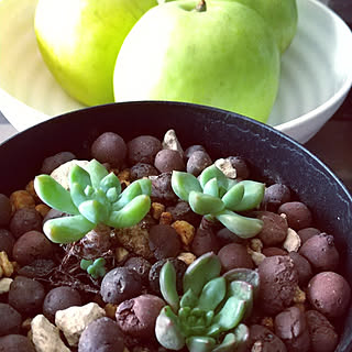 青リンゴのインテリア実例 Roomclip ルームクリップ