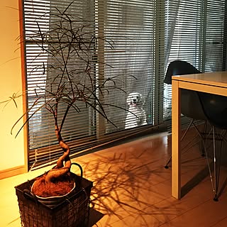 リビング/老犬16歳/アメリカンコッカースパニエル/イームズ/アイアンバスケット...などのインテリア実例 - 2015-06-30 17:36:28