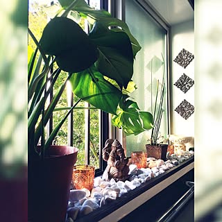 観葉植物 バスルームのインテリア実例 Roomclip ルームクリップ 観葉植物 バスルームのインテリア実例 Roomclip ルームクリップ