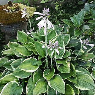 ギボウシの花のインテリア実例 Roomclip ルームクリップ