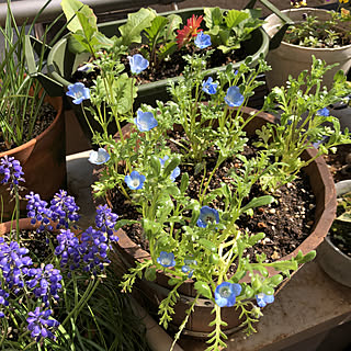 ムスカリ 成長記録のインテリア実例 Roomclip ルームクリップ