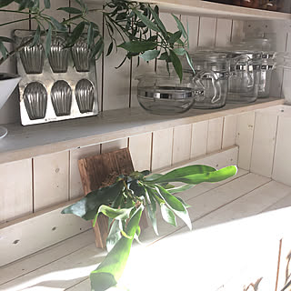 コウモリラン/観葉植物/素敵便に囲まれて/みせる収納/コメントお気遣いなく(⁎ᴗ͈ˬᴗ͈⁎)...などのインテリア実例 - 2019-04-05 07:30:17