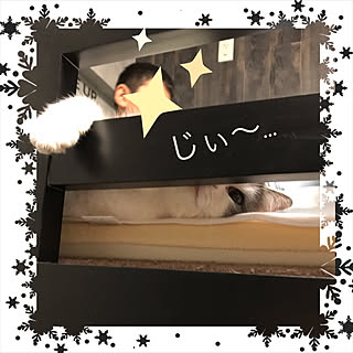 ベッド周り/こども部屋/ねこのいる日常/ねこと暮らす。/いいね&フォローありがとうございます♡...などのインテリア実例 - 2017-12-24 22:16:44