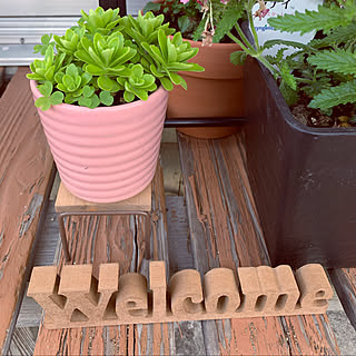 ガーデニング初心者 昭和の家のインテリア実例 Roomclip ルームクリップ