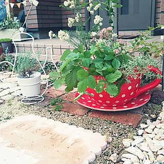 ティーカップの寄せ植えのインテリア実例 Roomclip ルームクリップ