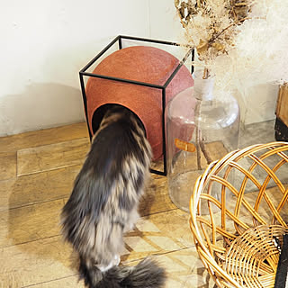 リビング/猫のための家/#ティピ#テント/#ミッドセンチュリー#ねこと暮らす#猫/ねこ...などのインテリア実例 - 2018-05-18 10:34:06