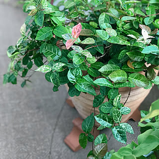 玄関 入り口 ハツユキカズラ鉢植えのインテリア実例 Roomclip ルームクリップ