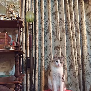 リビング/カーテン/猫/NO CAT,NO LIFE❤️/フランスアンティークランプ...などのインテリア実例 - 2016-11-16 00:57:19