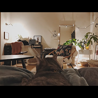 一人暮らし 夜の部屋のインテリア レイアウト実例 Roomclip ルームクリップ