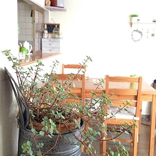 リビング/室内グリーン/ピレア/ナチュラル/ナチュラルインテリアのインテリア実例 - 2012-11-29 15:18:43