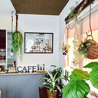 壁/天井/流木ディスプレイ/朝日の当たる場所/DIY/観葉植物...などのインテリア実例 - 2016-10-30 17:24:23
