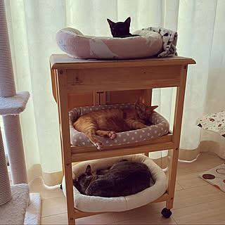 猫用ベッド 猫のいる日常のインテリア実例 Roomclip ルームクリップ