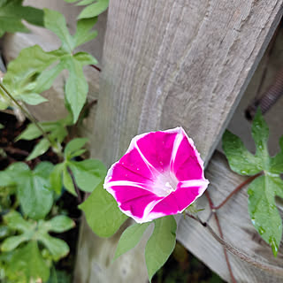 朝顔 ダイソーの肥料のインテリア実例 Roomclip ルームクリップ