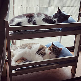 セリア Seria 猫のアイマスクのまとめページ Roomclip ルームクリップ