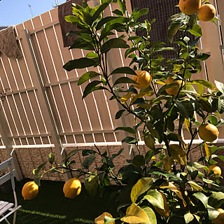 中庭 レモンの木のインテリア実例 Roomclip ルームクリップ
