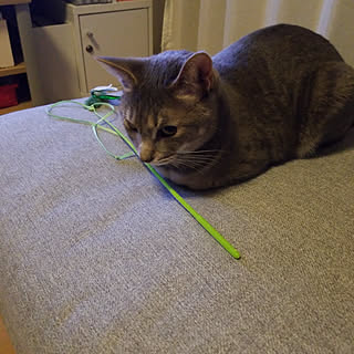 リビング/ねこが好き/猫のおもちゃのインテリア実例 - 2020-01-24 00:32:27