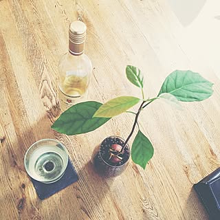 ハイドロカルチャー アボカド水栽培のインテリア実例 Roomclip ルームクリップ